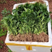 朝天椒苗，散苗，穴盘苗，基地直供代育跟免费提供技术指导