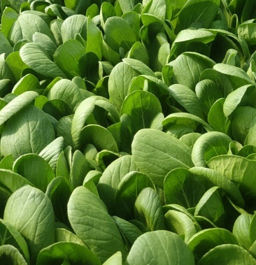 [上海青批发]上海青叶菜价格1.50元/斤 - 一亩田