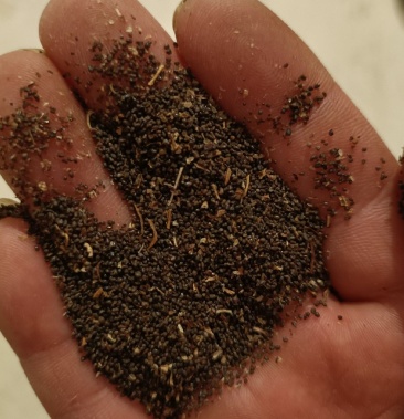 [肉苁蓉批发]肉苁蓉种子价格5.00元/公斤 - 一亩田