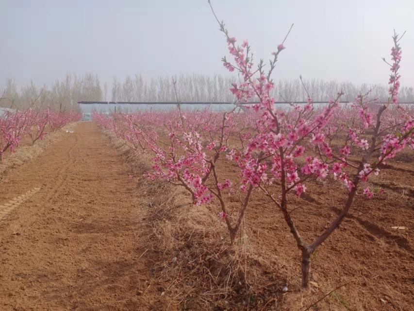 一株盛花期的蟠桃树,枝条上布满粉红色花朵,背景为春季果园,阳光充足,地面覆盖有机 mulch,显示良好的田间管理状态 蟠桃树开花实景图
