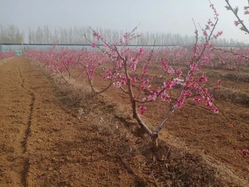 蟠桃园春季桃花盛开