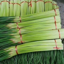 通许红帽子蒜苔大量上市中