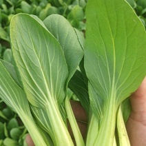 主营:精品上海青，毛白菜，食堂菜。