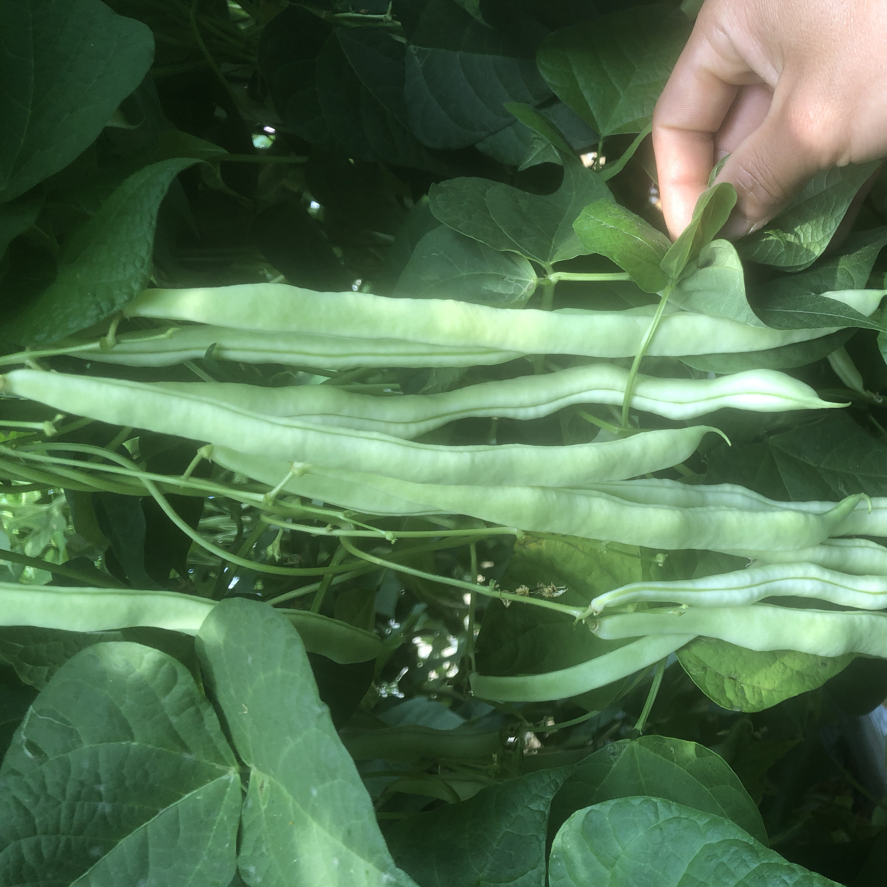 农户正在田间采摘成熟的白扁豆，手中握着一串饱满的浅绿色豆荚，周围植株挂满果实