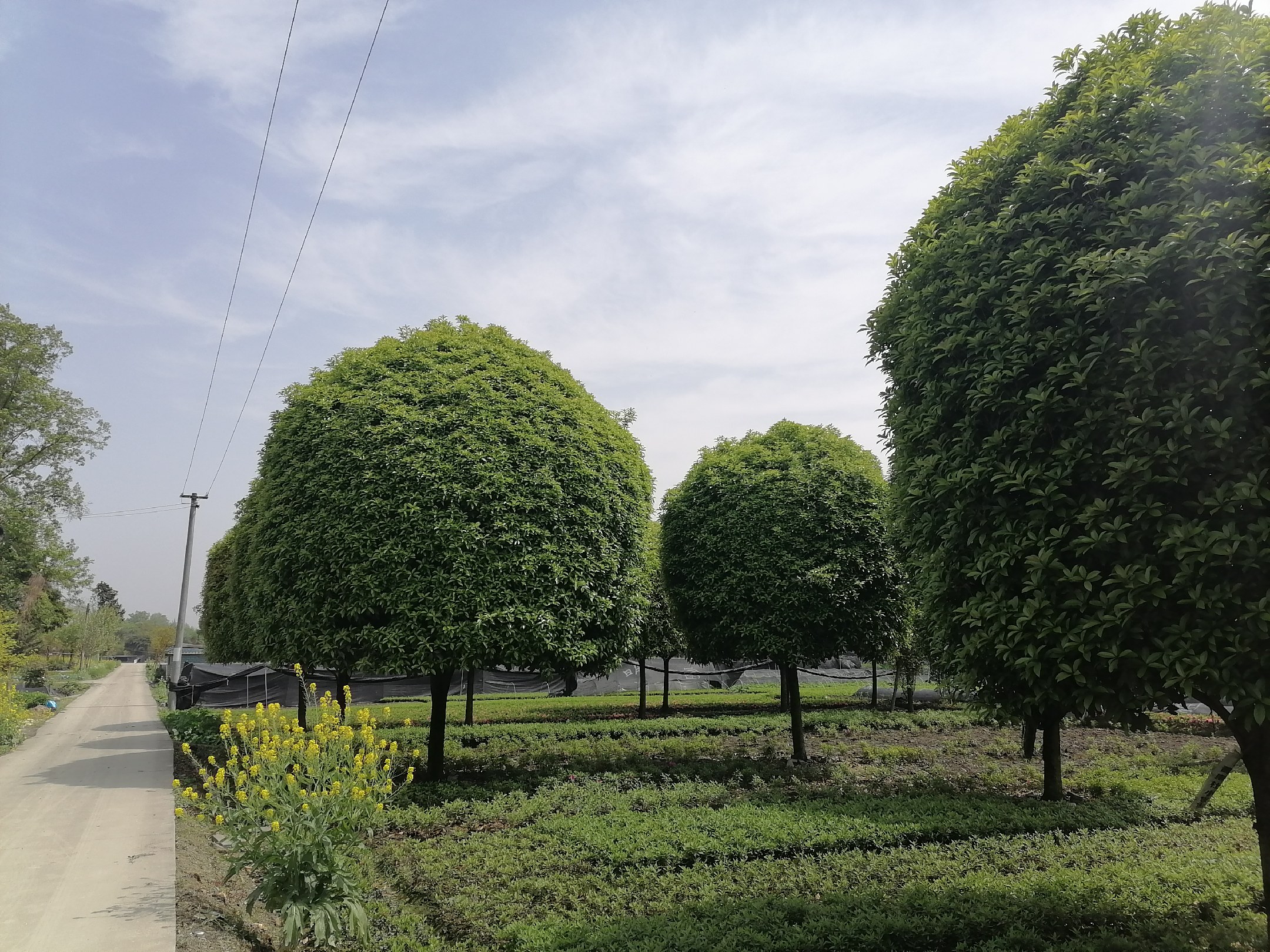 八月桂盛开特写