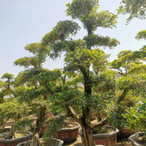 七里香造型盆景九里香老桩头盆景漳州种植基地农户低价直销