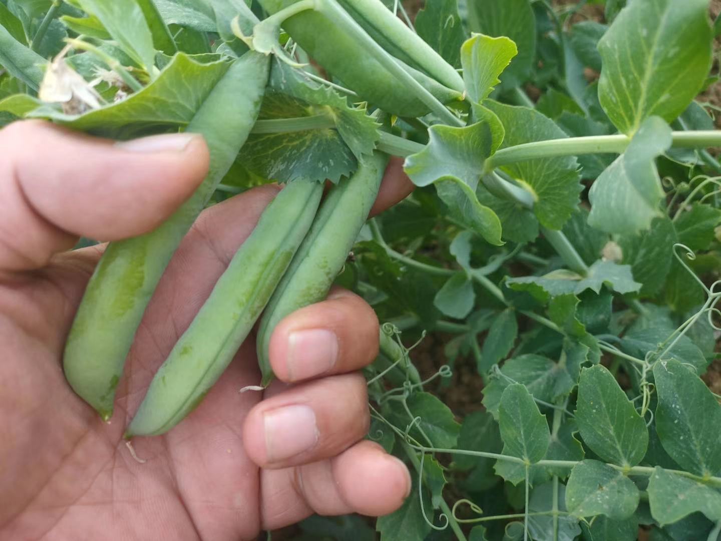 青豌豆种植场景