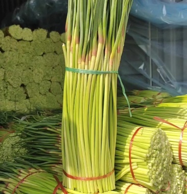 河南郑州中牟本地红帽蒜苔