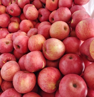 [秦冠苹果批发]陕西淳化纸袋秦冠价格2.30元/斤 - 一亩田