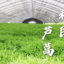 宿迁市宿豫区利民芦蒿