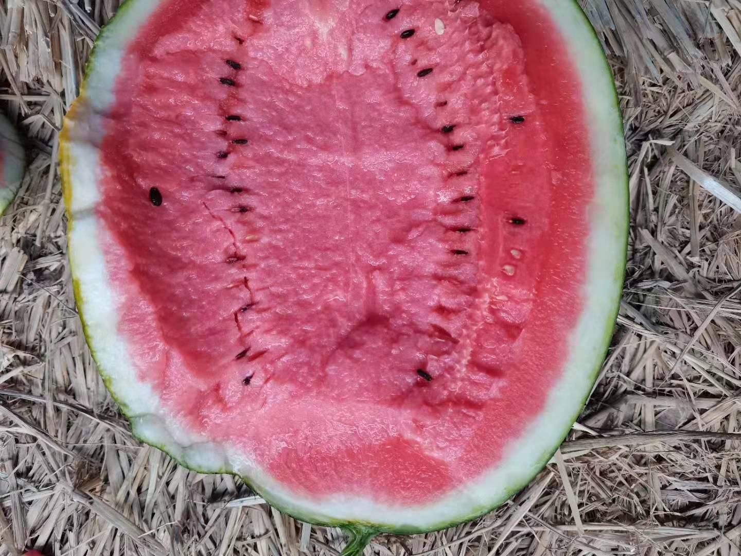京欣西瓜切开特写