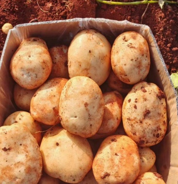 [丽薯六号土豆批发]丽薯6号土豆价格3.40元/公斤 - 一亩田