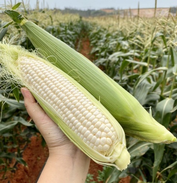 台湾牛奶爆浆冰糖水果玉米种植基地优惠直供大量上市场地直发