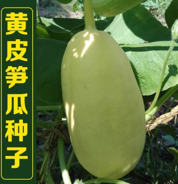 [批发]黄皮笋瓜种子老品种好吃包饺子春秋季早熟高产黄笋瓜种子价格