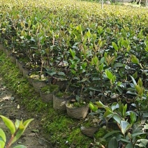 茶梅杯苗