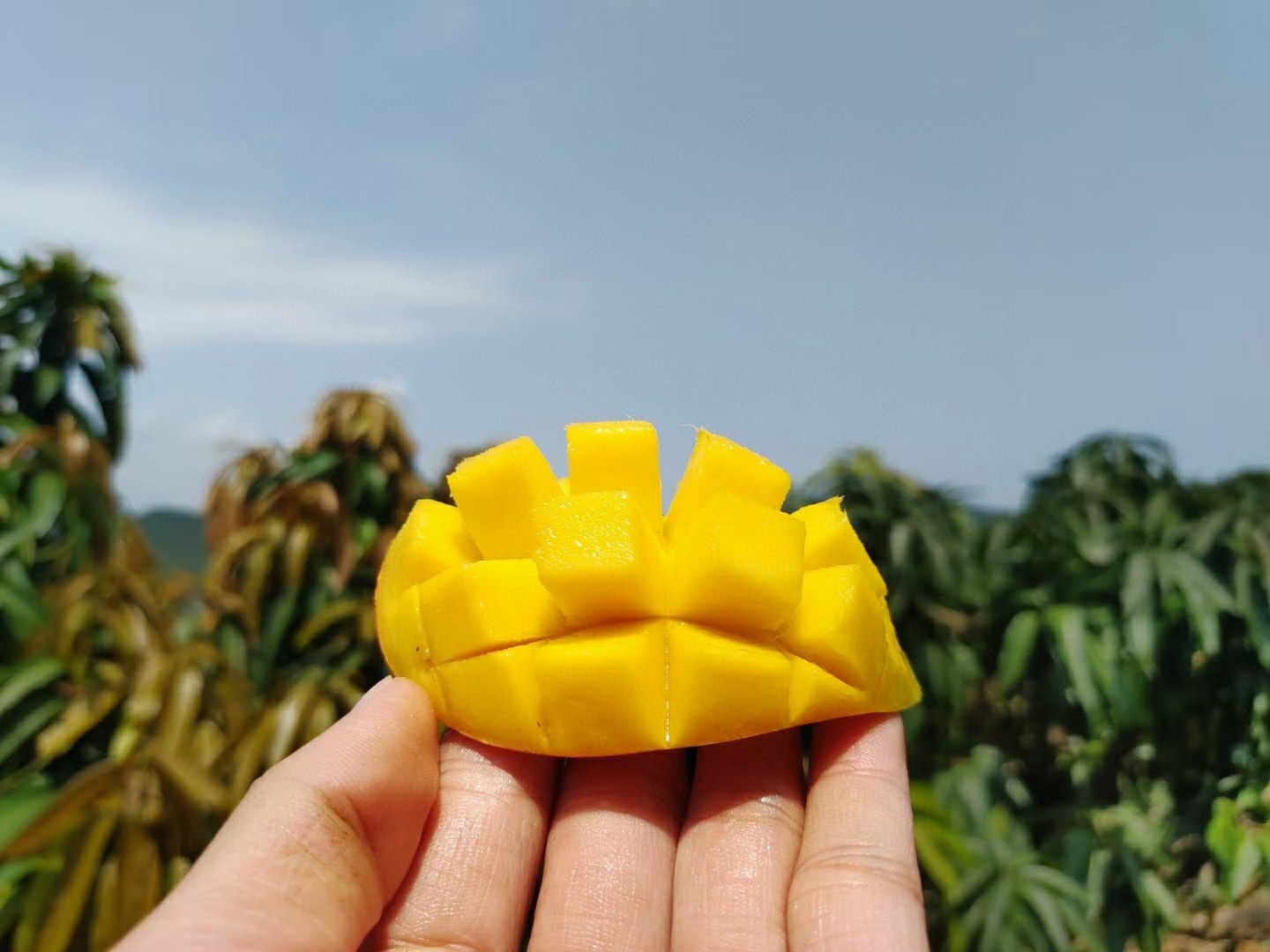 贵妃芒果实特写,展示其金黄色果肉和饱满外观 贵妃芒果实特写