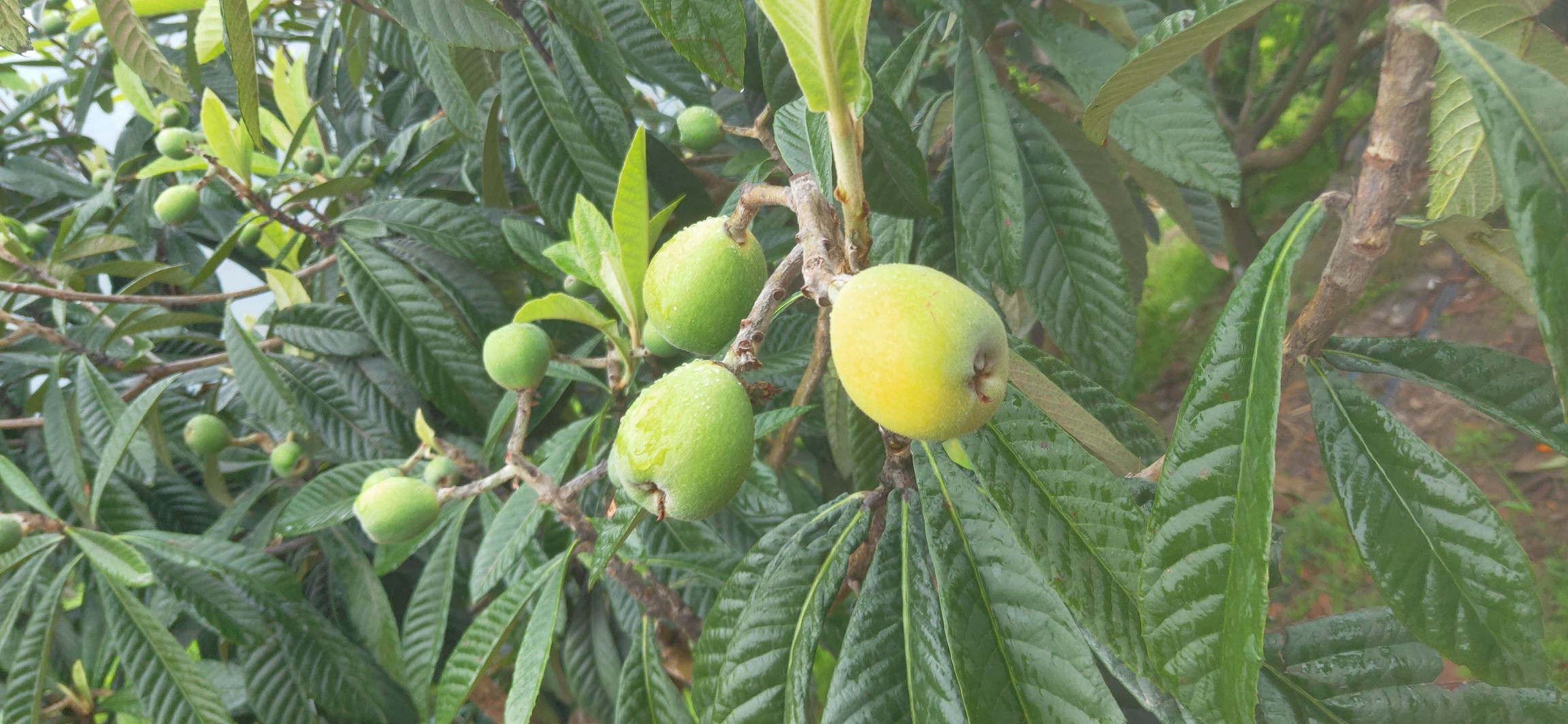 图示:四川丹棱基地大五星枇杷两年生枝条,顶芽饱满呈三角形(花芽特征),周围可见3–5个鳞片包裹的侧花芽原基,枝条表皮青绿带蜡质,无秋梢萌发,表明花芽分化顺利完成 大五星枇杷秋季花芽分化期枝条特写