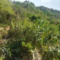 山地，出租，价格便到你笑……