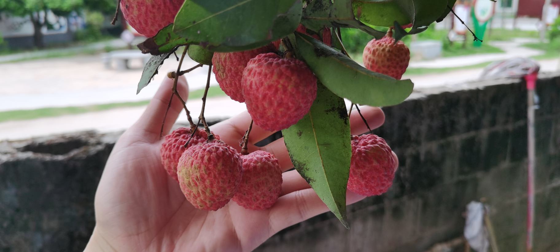 荔枝开箱检查实景图