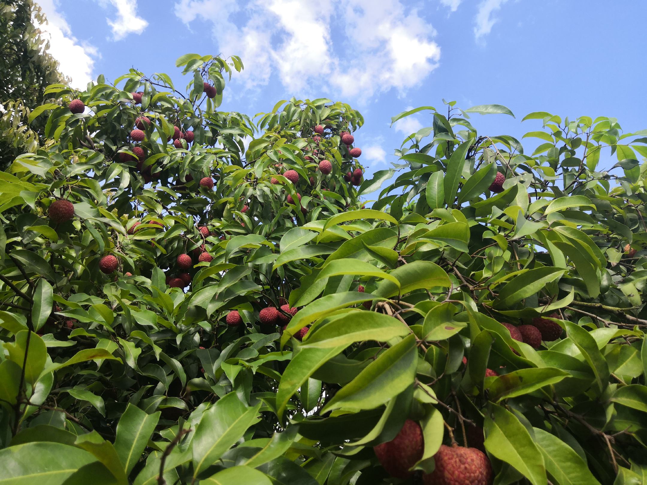 画面中展示一片春意盎然的荔枝果园,果树间挂满红果,远处是蓝天白云,呈现出一幅生机勃勃的春日图景 三月红荔枝与春季果园风光