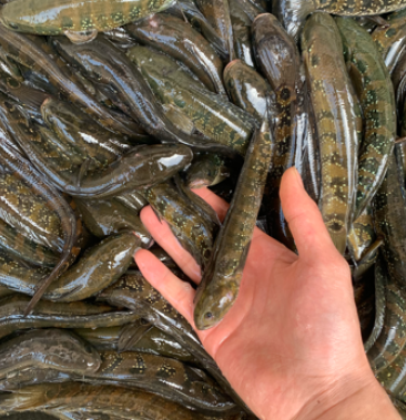 [黑鱼批发]山野七星鱼价格40.00元/斤 - 一亩田