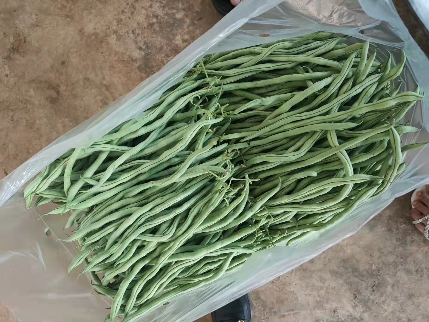 展示一根新鲜的筋豆,豆荚表面可见明显的纤维筋络,颜色鲜绿,质地饱满 筋豆特写