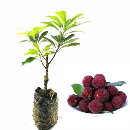 广西桂林七星区东魁杨梅苗产地货源批发价格行情