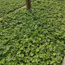 阳光玫瑰营养杯葡萄苗，三叶一心发货。