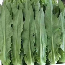 油麦菜
