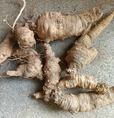 四叶党参山胡罗卜山地瓜得德苦白肉奶带山海螺羊奶参