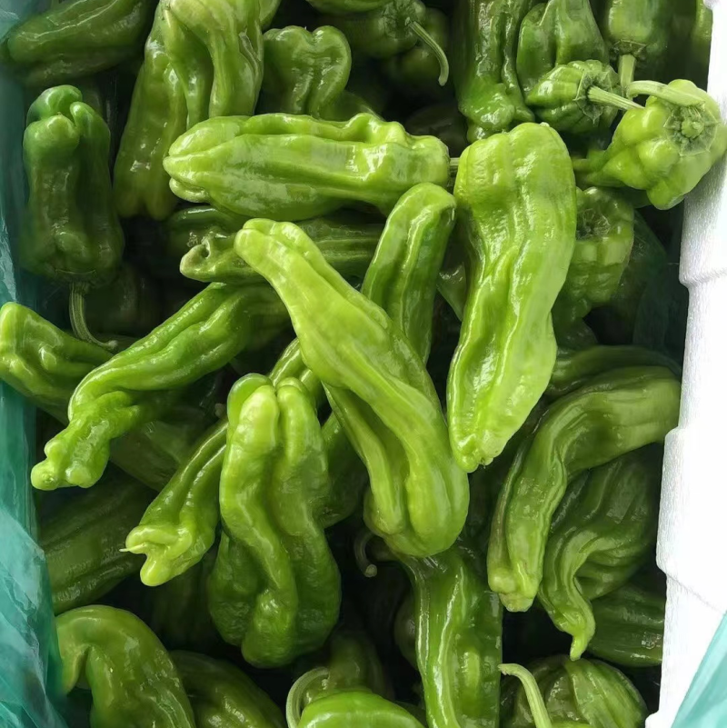 【热卖】山东精品薄皮椒 芜湖椒 产地直发 质量保证