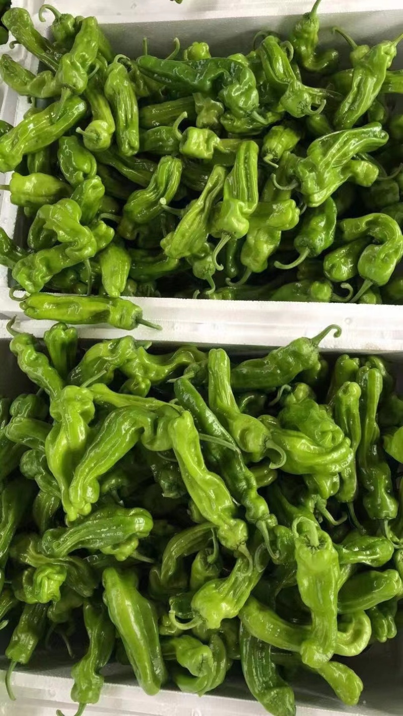【热卖】山东精品薄皮椒 芜湖椒 产地直发 质量保证