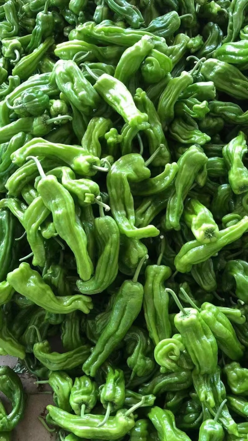 【热卖】山东精品薄皮椒 芜湖椒 产地直发 质量保证