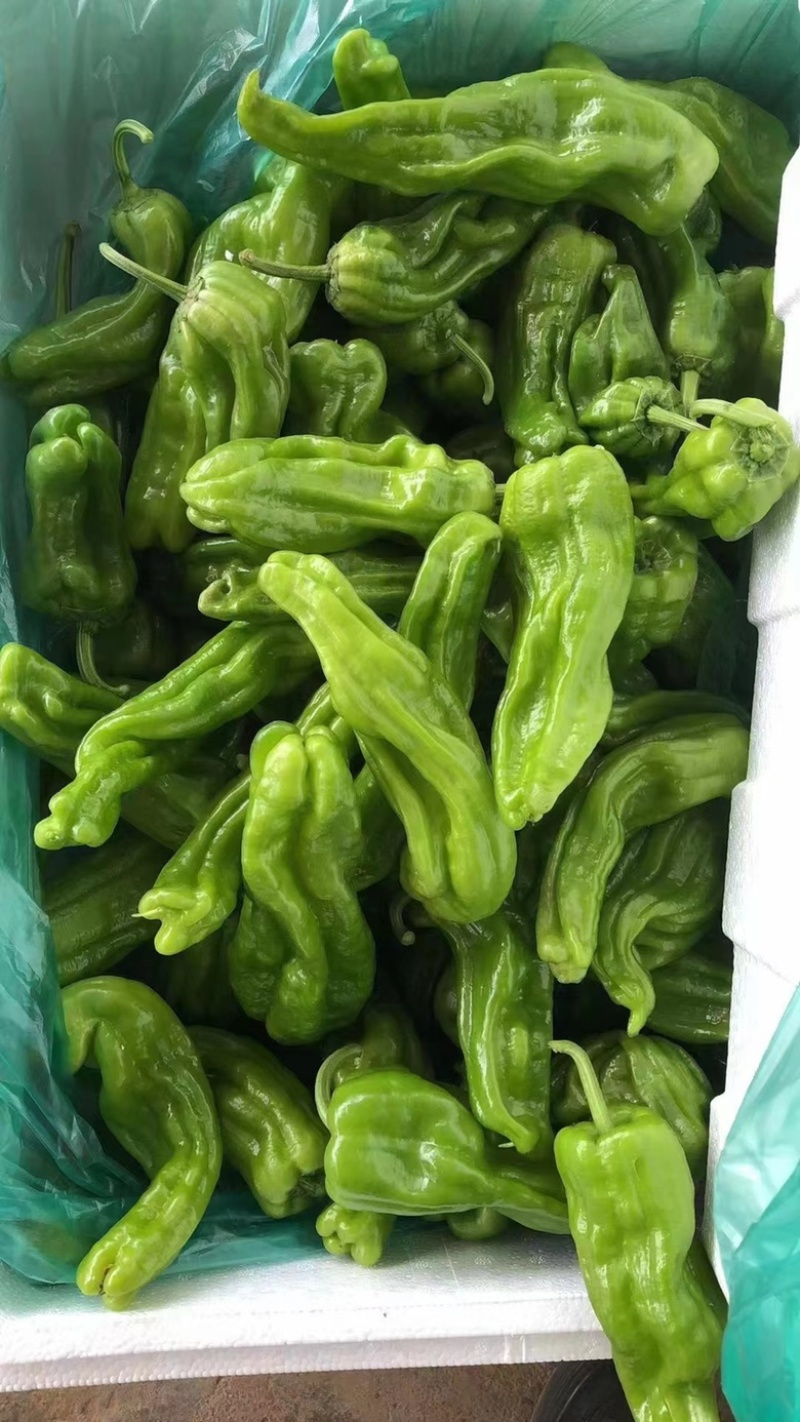 【热卖】山东精品薄皮椒 芜湖椒 产地直发 质量保证
