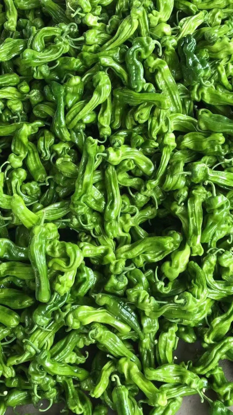 【热卖】山东精品薄皮椒 芜湖椒 产地直发 质量保证