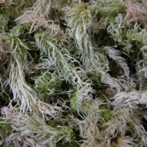 云南大深山水苔，欢迎养兰花的老板需要可以联系我哦！