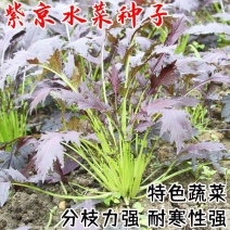 紫京水晶菜种子阳台盆栽四季京水菜菜种子特色沙拉菜有机蔬菜
