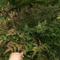 南天竹