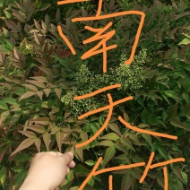 贵州野生下山桩南天竹