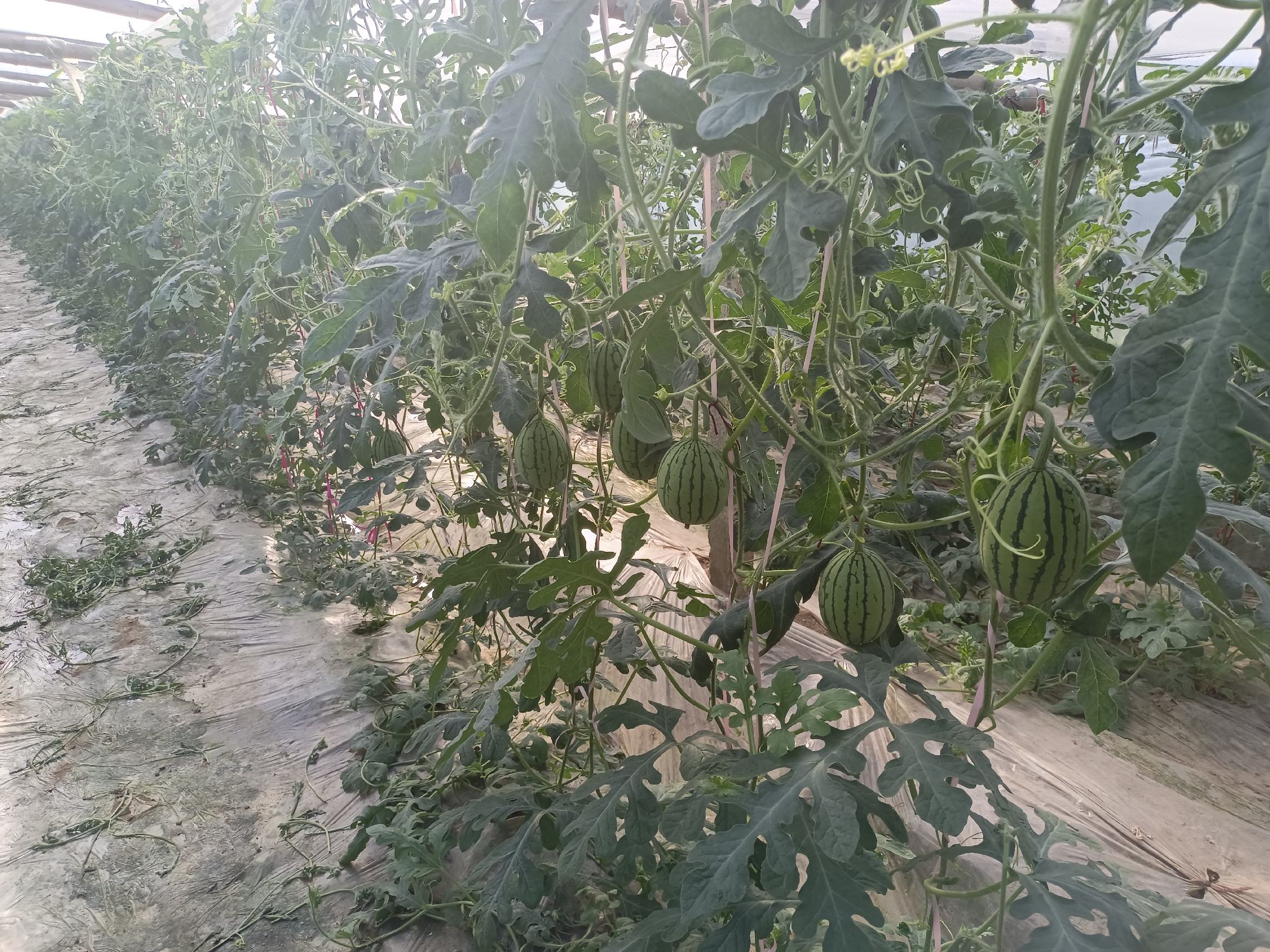 全美2K西瓜幼苗生长情况