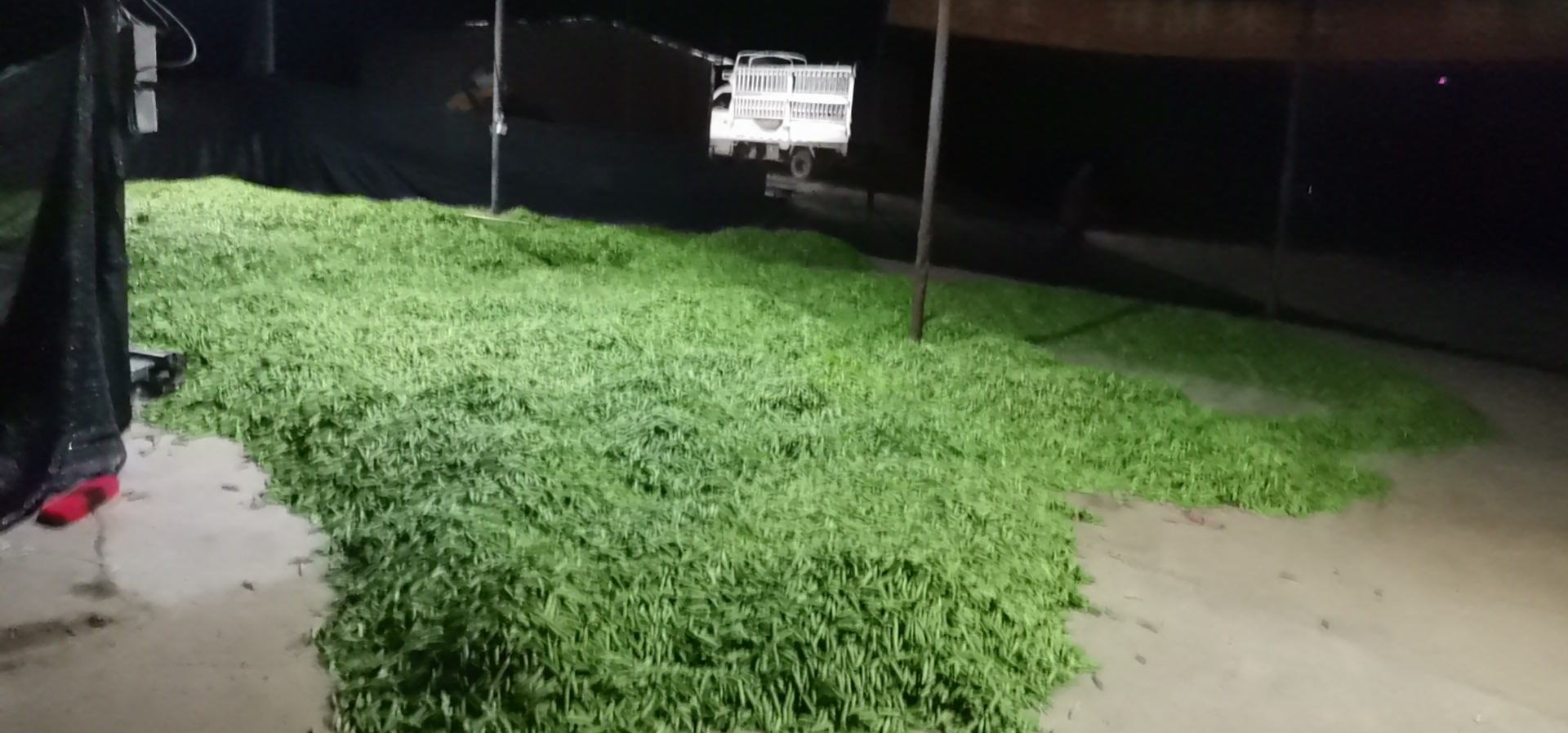 青豆与豌豆市场分布图