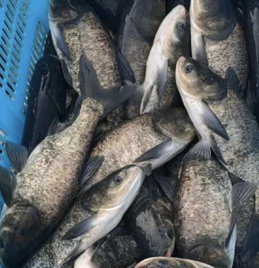 [鲢鳙鱼批发]水库有机黑花鲢价格9.00元/斤 - 一亩田