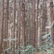 河池市，(1)，某公司有23000亩的杉木和山地一起转卖