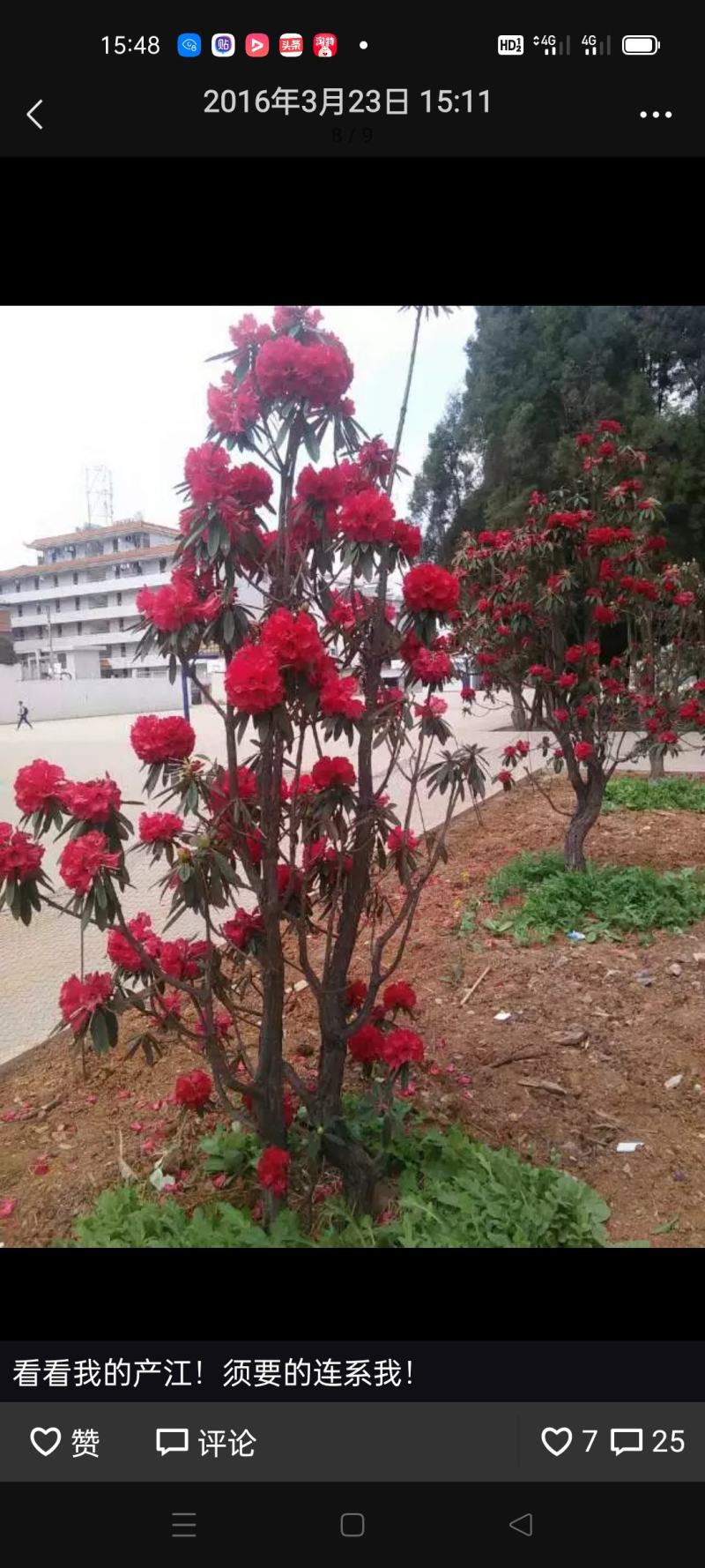 云南曲靖宣威市杜鹃 1200.00元/棵高山杜鹃