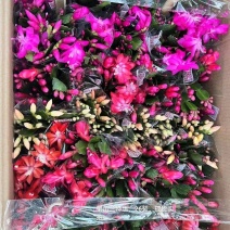 蟹爪兰混色一箱26盆装一盆5.5实物实拍图发货标准参考如