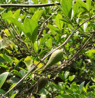 新鲜匙羹藤武靴藤蛇天角饭杓藤生品藤