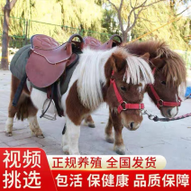 宠物小矮马，迷你小矮马，可骑乘。送扎草机，提供养殖技巧