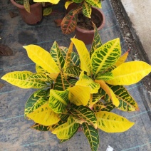 七彩变色木盆栽招财变叶木植物室内外花卉阳台好养易活