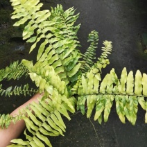 进口油画波斯蕨盆栽老虎蕨盆栽量大优惠基地直发