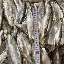 蓝刀鱼（大小），小蓝刀鱼，大蓝刀鱼，淡水非水库鱼